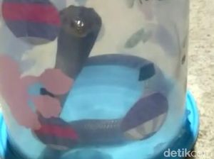 Ngeri! 7 Ular Kobra Berkeliaran di Rumah Warga Klaten