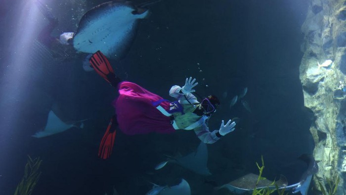 Rayakan Tahun Baru, Penyelam Pakai Baju Tradisional di Korea Selatan. Penyelam mengenakan kostum tradisional 'HanBok' dan berenang bersama ikan untuk merayakan Tahun Baru di Lotte World Aquarium, Seoul, Korea Selatan.