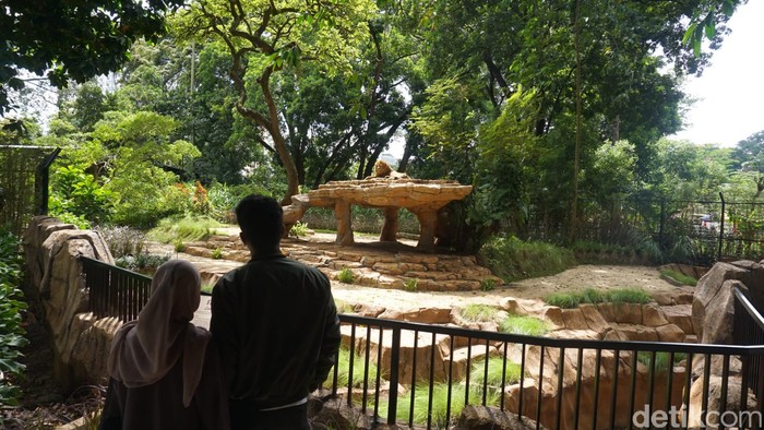 Ada pemandangan tak biasa saat berkunjung ke Kebun Binatang Bandung (Bazoga) saat memasuki tahun baru ini. Di sana, pengunjung berkesempatan untuk menikmati makanan di Simba Resto sambil melihat Singa di kandang terbuka.