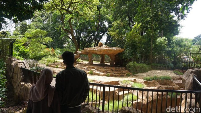 Ada pemandangan tak biasa saat berkunjung ke Kebun Binatang Bandung (Bazoga) saat memasuki tahun baru ini. Di sana, pengunjung berkesempatan untuk menikmati makanan di Simba Resto sambil melihat Singa di kandang terbuka.