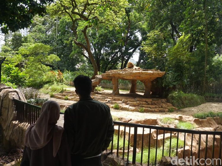 Berani Coba? Restoran Ini Suguhkan Sensasi Makan di Depan Kandang Singa