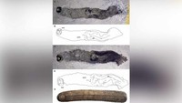 Para ilmuwan juga mendeskripsikan 122 spesies fosil baru, termasuk Armilimax pauljamisoni, yang terlihat seperti siput lapis baja. Hewan-hewan itu termasuk dalam 503 spesies baru yang dinamai oleh Museum Sejarah Alam London.