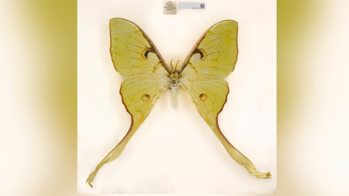 Spesies baru Museum Sejarah Alam London 2020