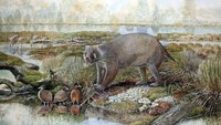 Para ilmuwan juga mendeskripsikan fosil marsupial mirip wombat raksasa bernama Mukupirna nambensis. Hewan berkantung raksasa itu hidup 25 juta tahun yang lalu di tempat yang sekarang disebut Australia. Mereka akan tumbuh dengan ukuran yang sama seperti beruang hitam.