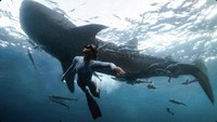 Spot favorit untuk berang dengan whale shark adalah Kecamatan Talisayan. (HvTrip)