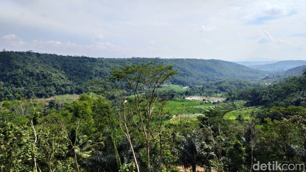 Agrowisata buah naga Cidolog Ciamis