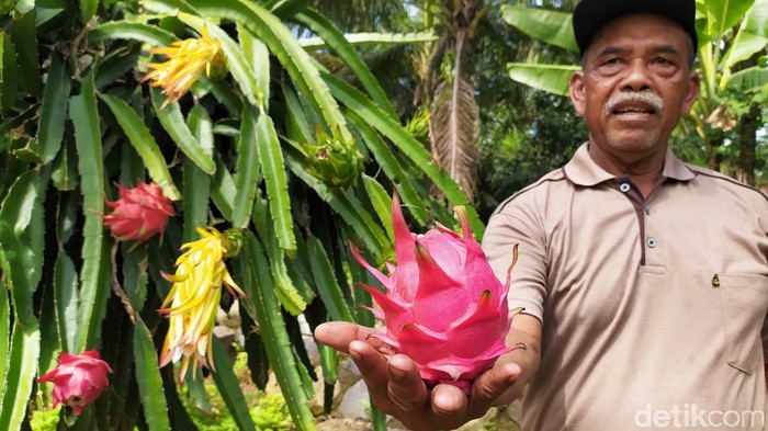 Agrowisata buah naga Cidolog Ciamis