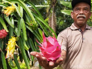 Ciamis Punya Tempat Petik-Cicip Buah Naga Sebelum Beli, Cidolog Namanya