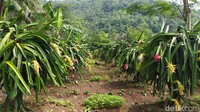 Lokasinya berada di Cawene Koneng, Desa Nanggala, Kecamatan Cidolog, Kabupaten Ciamis. Sekitar satu jam perjalanan dari pusat perkotaan. (Dadang Hermansyah/detikcom)