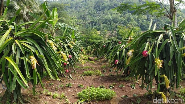 Lokasinya berada di Cawene Koneng, Desa Nanggala, Kecamatan Cidolog, Kabupaten Ciamis. Sekitar satu jam perjalanan dari pusat perkotaan. (Dadang Hermansyah/detikcom) Lokasinya berada di Cawene Koneng, Desa Nanggala, Kecamatan Cidolog, Kabupaten Ciamis. Sekitar satu jam perjalanan dari pusat perkotaan. (Dadang Hermansyah/detikcom)