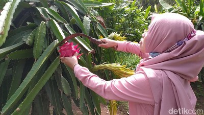 Foto: Sensasi Memetik dan Mencicipi Buah Naga Langsung di Kebunnya