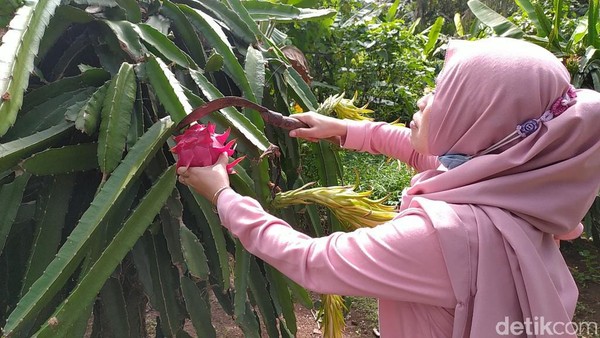 Foto: Sensasi Memetik dan Mencicipi Buah Naga Langsung di Kebunnya
