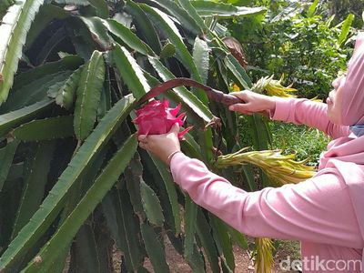 Foto: Sensasi Memetik dan Mencicipi Buah Naga Langsung di Kebunnya