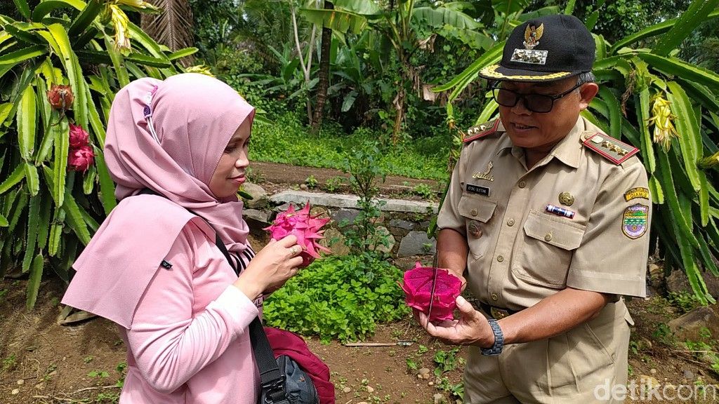 Agrowisata buah naga Cidolog Ciamis