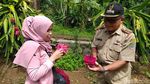Foto: Sensasi Memetik dan Mencicipi Buah Naga Langsung di Kebunnya
