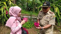 Sensasinya pun berbeda, karena buah naga ini masih fresh langsung dari pohonnya. (Dadang Hermansyah/detikcom)