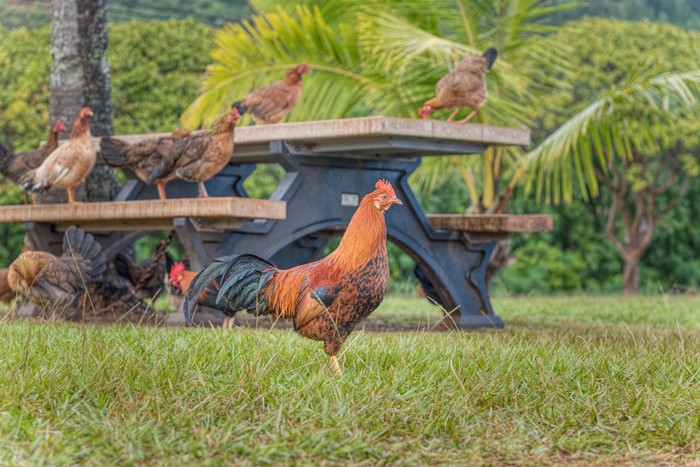 Ayam liar di Hawaii