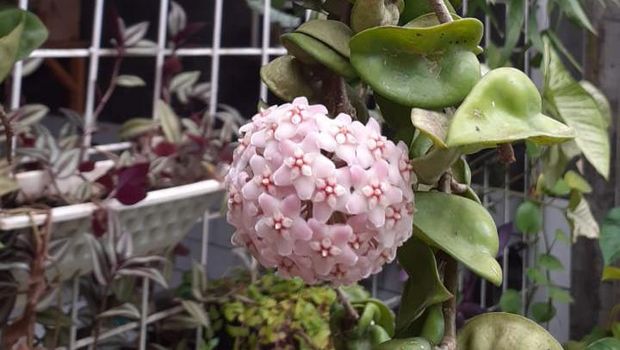 Hoya Compacta Tanaman hias Hoya Compacta