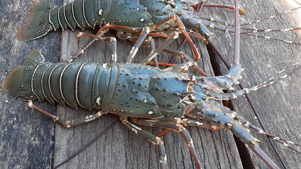 Jika ingin membeli lobster hasil tangkapan cukup murah, cuma Rp 20 ribu untuk satu ekor lobster seberat setengah kilogram. Bagi warga Kampung Goras Papua, lobster kalah dengan ayam kampung yang dianggap sebagai kuliner istimewa. Jika ingin membeli lobster hasil tangkapan cukup murah, cuma Rp 20 ribu untuk satu ekor lobster seberat setengah kilogram. Bagi warga Kampung Goras Papua, lobster kalah dengan ayam kampung yang dianggap sebagai kuliner istimewa.