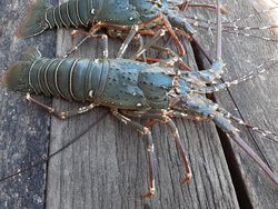 Ekspor Benih Lobster: Dilarang Susi, Dibolehkan Edhy, Disetop Trenggono