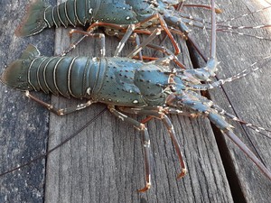 Ekspor Benih Lobster: Dilarang Susi, Dibolehkan Edhy, Disetop Trenggono