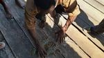 Lobster Bukan Barang Mahal di Kampung Goras Papua