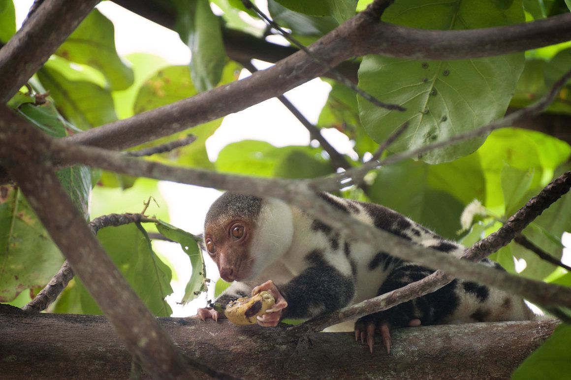 Sebelum Sapi dan Ayam, Dulu Kuskus Jadi Hewan Ternak Populer