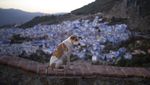 Tanpa Turis, Kota Biru Chefchaouen Bisa Santai