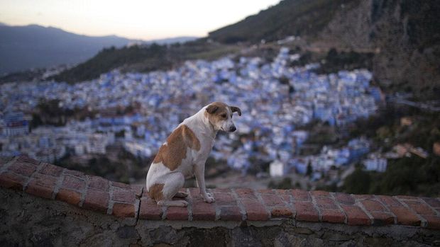 Saat Corona melanda Maroko, kota Chefchaouen jadi salah satu kota yang tak daftarkan kasus COVID-19. Guna cegah Corona, kota itu tutup akses dengan dunia luar.