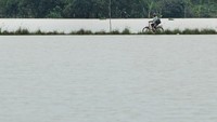 Diketahui, banjir merendam Desa Widasari di Indramayu, Jawa Barat. Akibatnya, area sawah yang baru ditanami pun rusak terendam banjir.