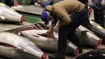 Tetap Gelar Lelang Saat Pandemi, Ikan Tuna Ini Terjual Rp 2,8 M