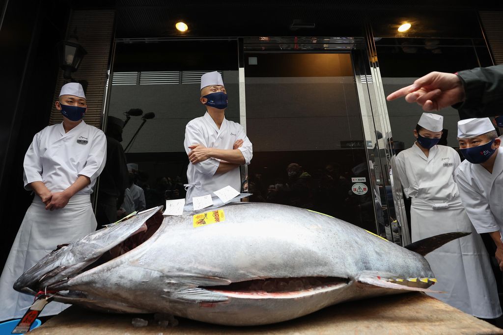 Seekor Ikan Tuna Sirip Biru Terlelang Rp 2,8 Miliar di Tokyo