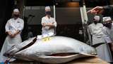 Tetap Gelar Lelang Saat Pandemi, Ikan Tuna Ini Terjual Rp 2,8 M
