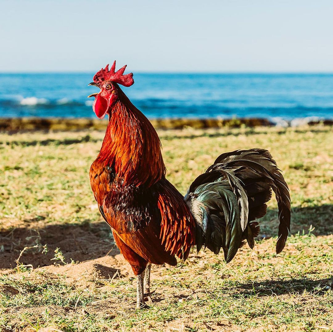 Wow! Ribuan Ayam Liar Hidup Bebas di Hawaii