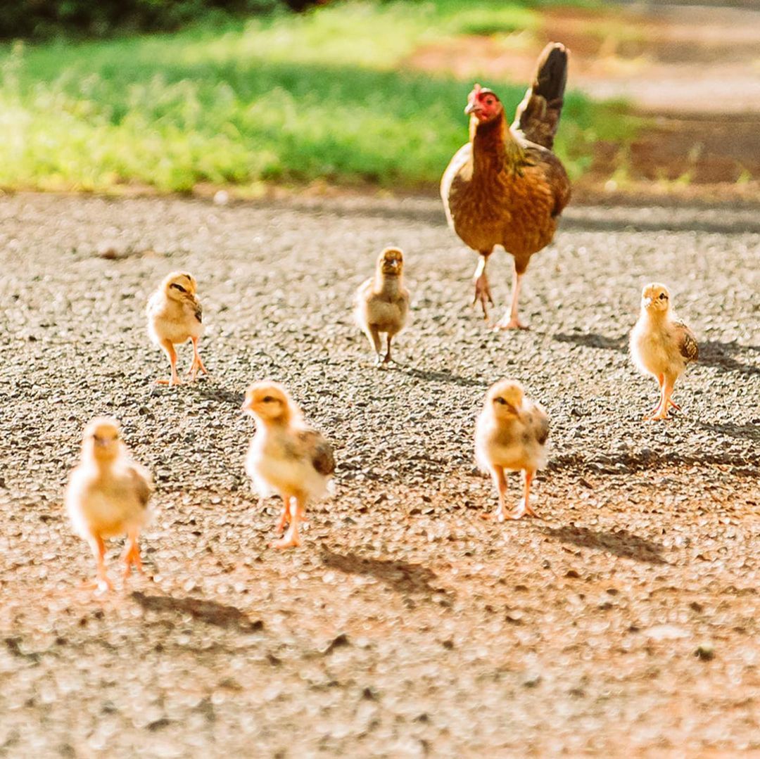 Wow! Ribuan Ayam Liar Hidup Bebas di Hawaii