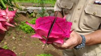 Buah naga khas Cidolog ini pun berbeda dengan yang lain. Warnanya ungu dengan rasa legit dan sangat manis dibandingkan dengan buag naga di pasar. (Dadang Hermansyah/detikcom)