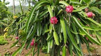Pemilik agrowisata akan terus menambah jumlah tanaman buah naga ini sehingga bisa menjadi destinasi unggulan di Kecamatan Cisaga, Kabupaten Ciamis. (Dadang Hermansyah/detikcom)