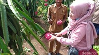 Ciamis punya destinasi baru yang menarik untuk traveler, yaitu Wisata Petik Buah Naga. Di sini kamu bisa mencicip buah sebelum memetik dan membelinya. (Dadang Hermansyah/detikcom)