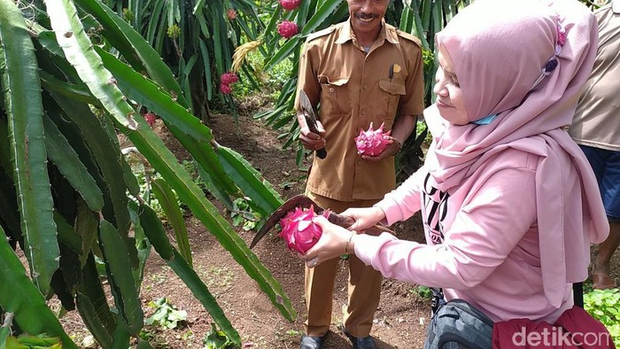Agrowisata buah naga Cidolog Ciamis