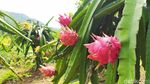 Foto: Sensasi Memetik dan Mencicipi Buah Naga Langsung di Kebunnya