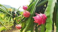 Wisata petik buah naga baru dibuka di awal tahun 2021. (Dadang Hermansyah/detikcom)