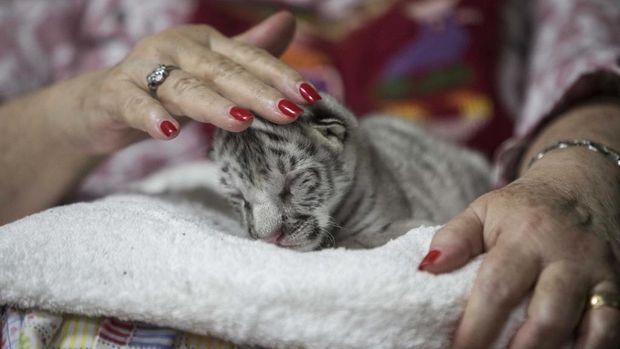 Marina Arguello merawat harimau putih perempuan di Kebin Binatang di Mayasa, Nikaragua 5 Januari 2021 (Photo by INTI OCON / AFP)