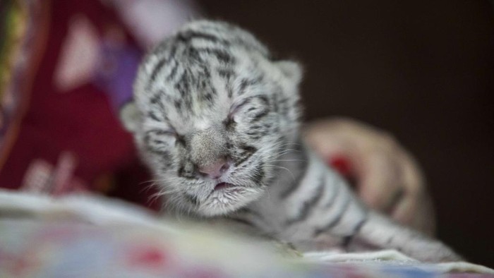 Marina Arguello merawat harimau putih perempuan di Kebin Binatang di Mayasa, Nikaragua 5 Januari 2021 (Photo by INTI OCON / AFP)