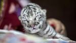 Langka! Harimau Putih Lahir di Nikaragua