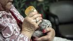 Langka! Harimau Putih Lahir di Nikaragua