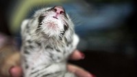 Kelompok konservasi WWF menggambarkan harimau putih sebagai anomali genetik, yang tidak diketahui keberadaannya di alam liar. Harimau putih cuma ada beberapa lusin di penangkaran.
