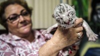 Anak harimau putih perempuan itu lahir pekan lalu.