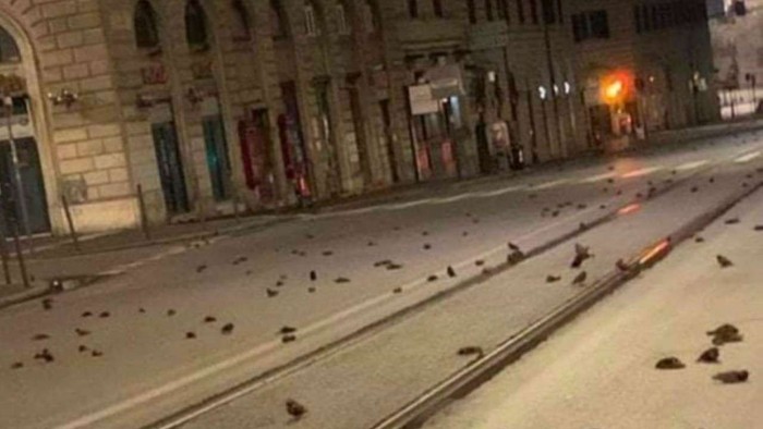 Misterius, Ratusan Burung Mati Tergeletak di Jalanan Roma