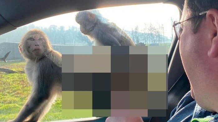 Monyet Bercinta di Mobil Turis