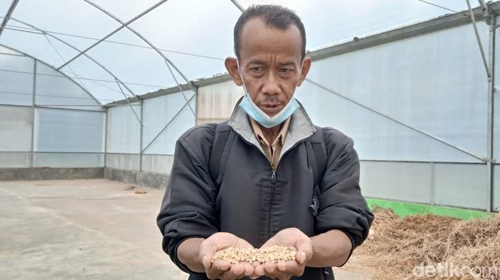 Petani kedelai di Kuningan